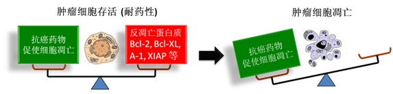 图 1：肿瘤细胞通过反凋零蛋白产生耐药性，对反凋零蛋白的抑制将改变平衡，消除肿瘤耐药性。