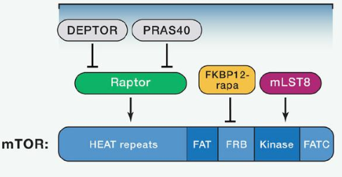 mTORC1由mTOR、Raptor和mLST8以及非核心组件PRAS40和Deptor组成