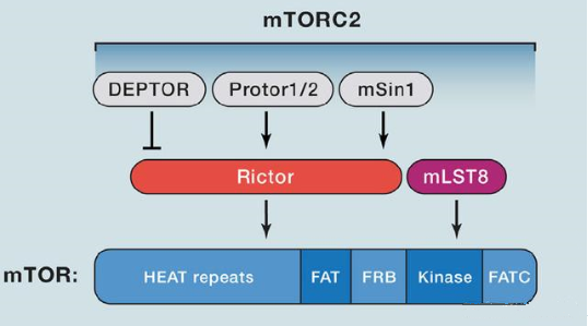 mTORC2的组成蛋白主要有Rictor、mSin1、mSLT8和Protor等