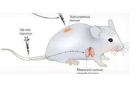 围观:临床前小鼠模型如何选？