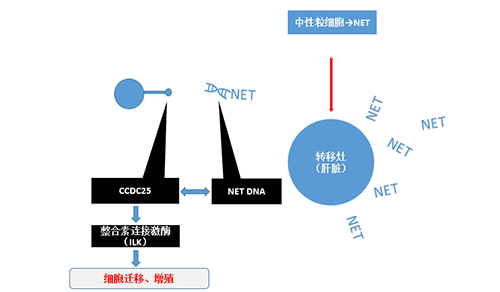 除了单纯的捕获，NET DNA与CCDC-25的结合还增强了癌细胞的侵袭行为，促进了癌症的肝转移。