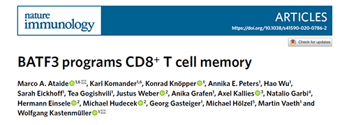 Nature：BATF3改善T细胞记忆应答，有望改善免疫疗法的疗效