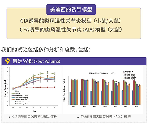 南宫NG·28诱导的类风湿性关节炎模型