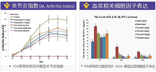 类风湿关节炎鼠足体积