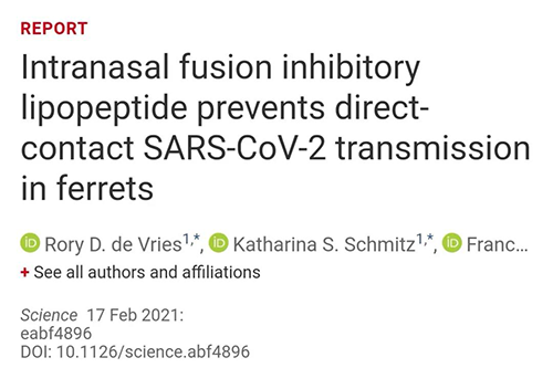 Science速递|鼻喷雾剂可阻止新冠肺炎传播，在雪貂实验中已初获成效