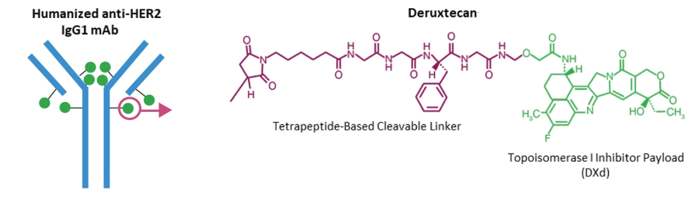 Trastuzumab deruxtecan (DS-8201) 结构.webp