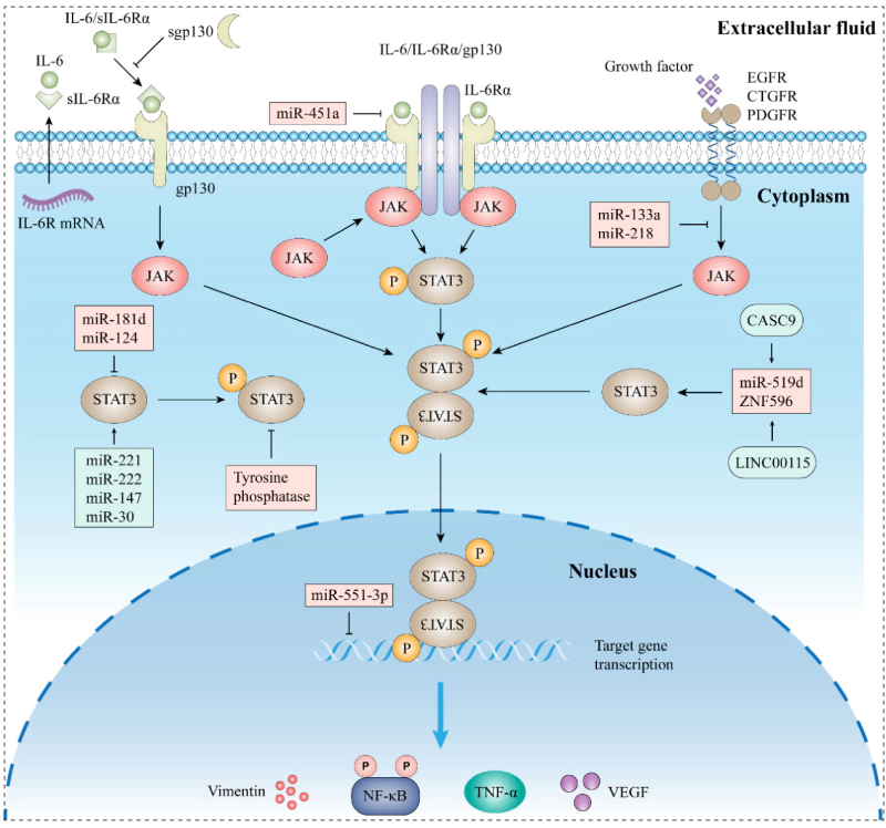 IL-6 JAK STAT3 signaling pathway.webp