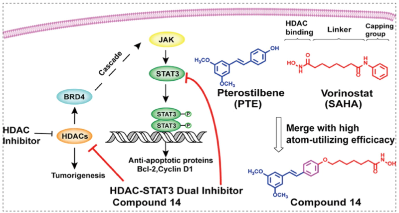 HDAC-BRD4-LIFR-JAK-STAT3 signal cascade.webp