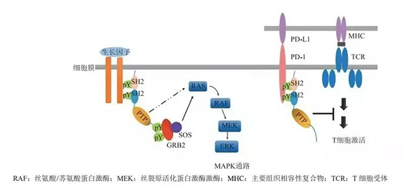 晚期恶性肿瘤患者的福音！南宫NG·28助力凌达生物SHP2变构抑制剂RG001片获批临床 