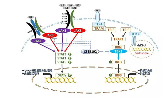 自身免疫疾病或迎新疗法！南宫NG·28助力微芯生物CS12192获批FDA