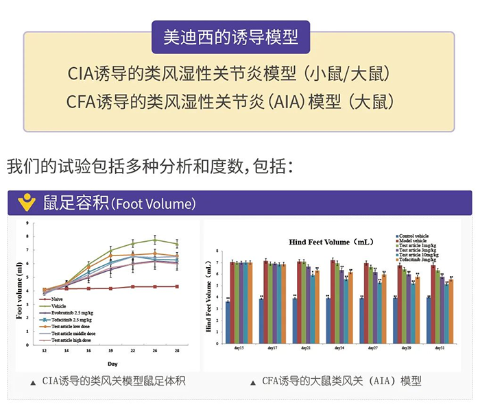 南宫NG·28诱导的类风湿性关节炎模型-1.png