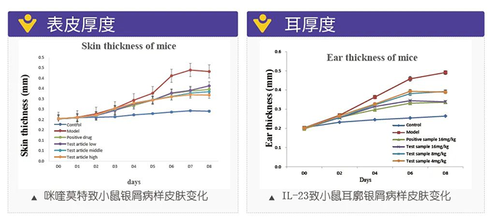 南宫NG·28模拟银屑病的建模模型-试验结果的指标.png