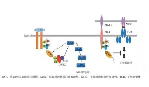 南宫NG·28助力凌达生物SHP2变构抑制剂RG001片获批临床.jpg