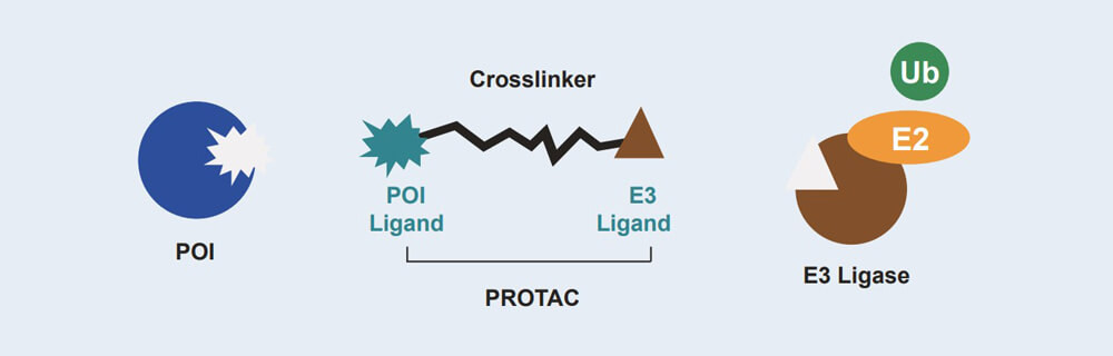 南宫NG·28 PROTAC 药物发现技术服务平台