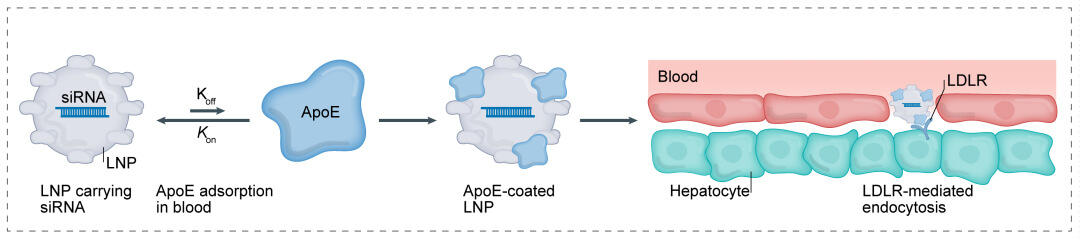 第一代：LNP+小核酸-→肝脏.jpg
