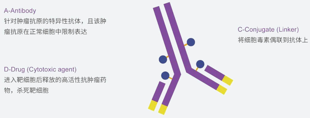 南宫NG·28抗体药物偶联物（ADC）研发服务平台.jpg