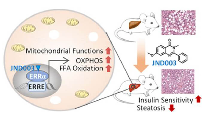 JND003是一种新型选择性ERRα激动剂，可缓解非酒精性脂肪肝和胰岛素抵抗，PK和组织分布测定通过南宫NG·28进行