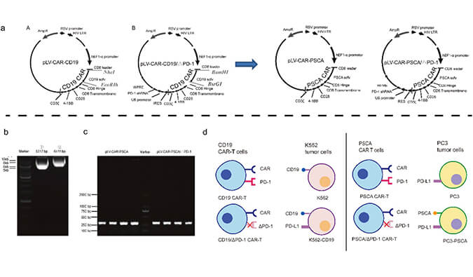 CAR-T疗法主要针对白血病与恶性淋巴瘤，此研究中构建沉默PD-1的shRNA载体质粒，测序后质粒的鉴定通过南宫NG·28进行