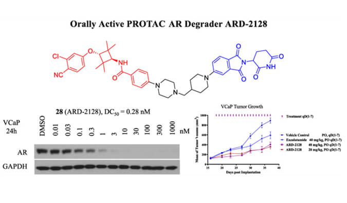 ARD-2128是一种PROTAC AR降解剂，具有出色的血浆和微粒体稳定性，体外稳定性和PK研究通过南宫NG·28进行