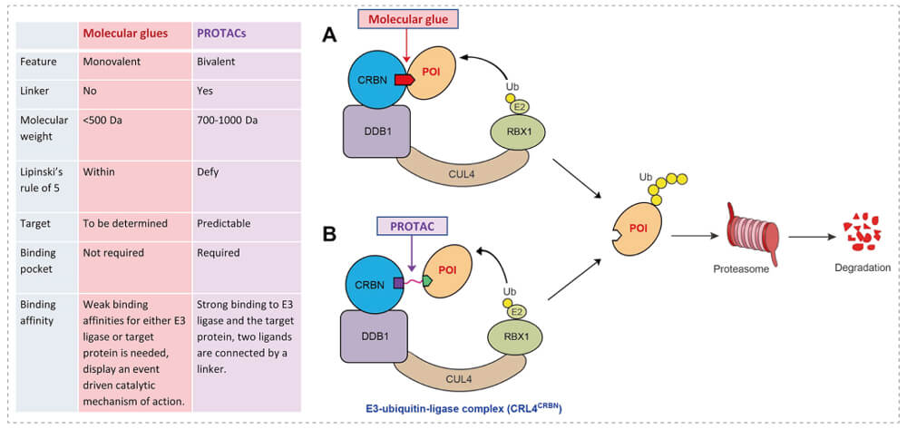 3-通过泛素-(Ub)-蛋白酶体系统降解目标蛋白-(POI)-示意图：分子胶(A)；PROTAC-(B).jpg