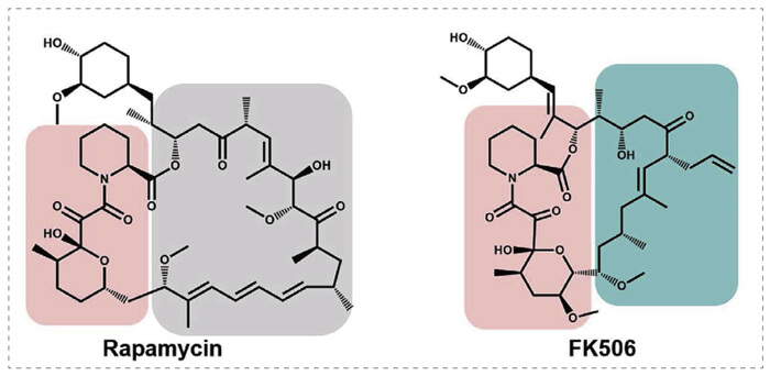 5-雷帕霉素、FK506-诱导的-FKBP-蛋白质相互作用.jpg