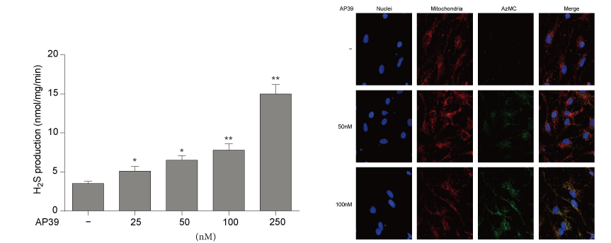 AP39是一种新合成的线粒体靶向的H2S供体，本研究中AP39通过南宫NG·28设计和合成
