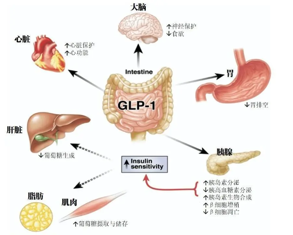 时代变了！GLP-1让打针吃药也能减肥成为现实