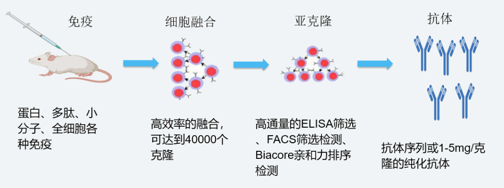 南宫NG·28杂交瘤技术平台开发流程