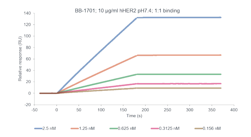 BB-1701 binding with hHER2.png