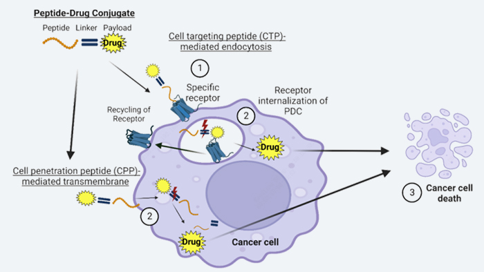 多肽偶联药物（PDC）作用机制.jpg
