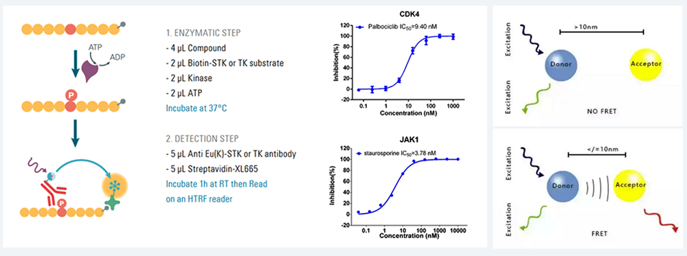 HTRF 测定-均相时间分辨荧光.png