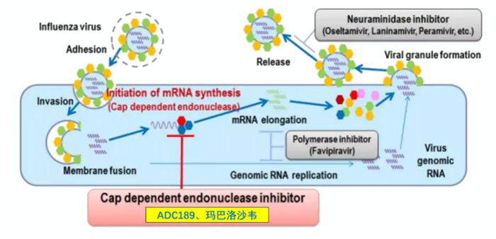 南宫NG·28祝贺 | 可愈可及！成人青少年甲型乙型流感！安帝康生物一粒治愈流感新药玛氘诺沙韦——III期研究成功