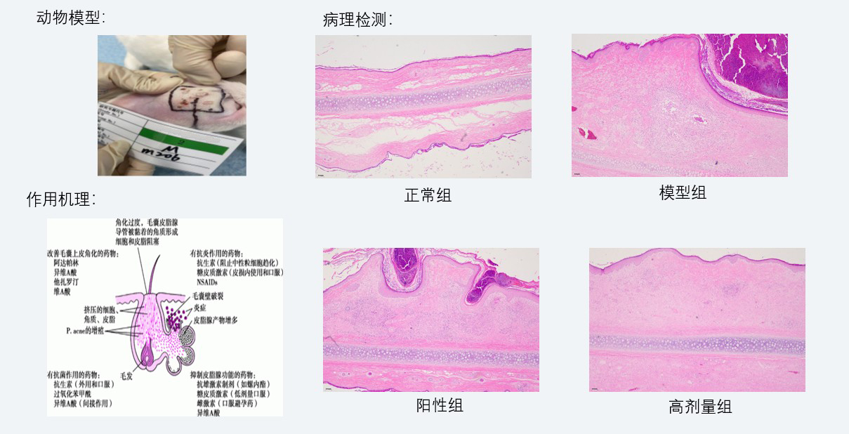 案例3：新西兰兔痤疮药效研究.jpg